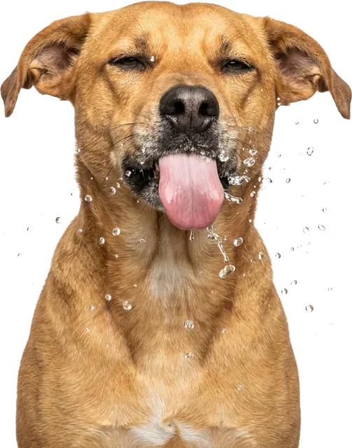 Cachorro bebendo água fresca