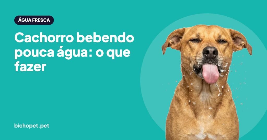 Cachorro bebendo água: dicas para o cachorro beber mais água