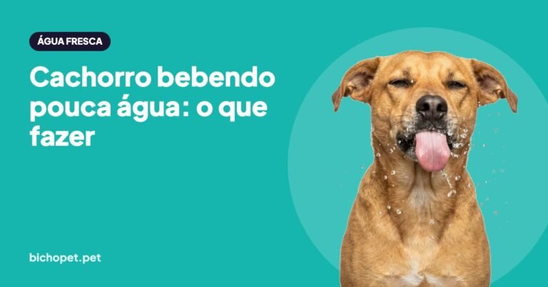 Cachorro bebendo água: dicas para o cachorro beber mais água