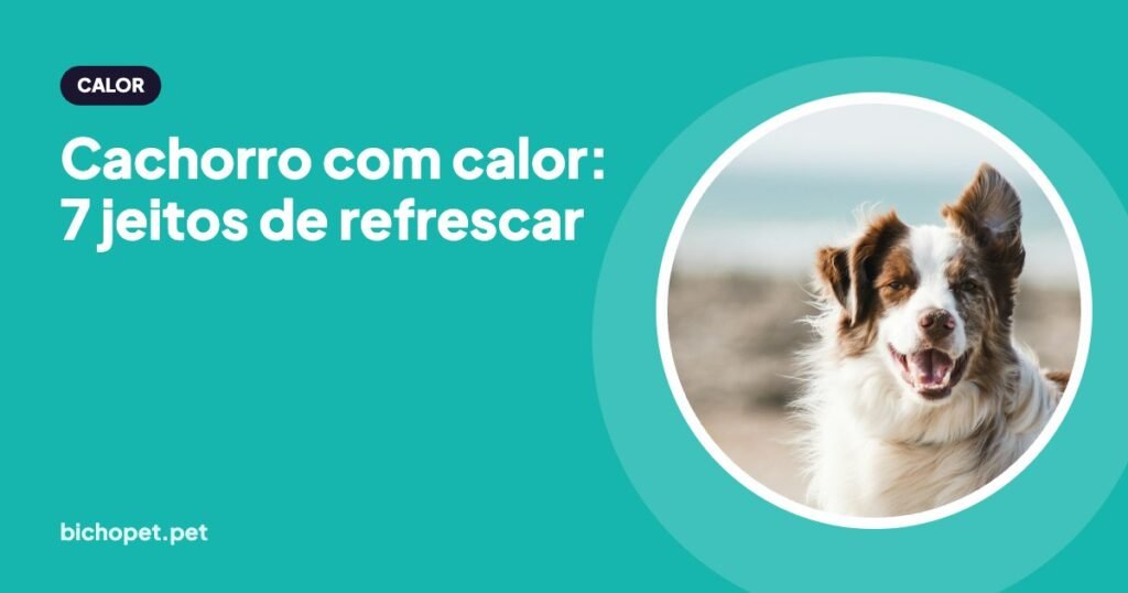 Cachorro feliz na praia: como refrescar o cachorro no calor