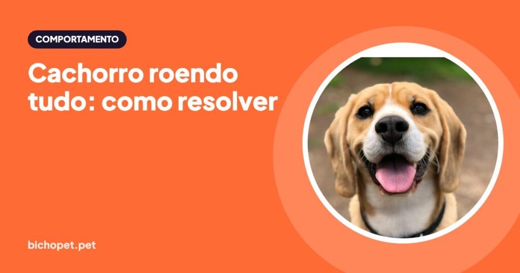 Beagle sorrindo: como resolver cachorro roendo tudo