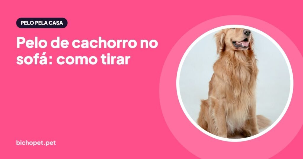 Golden retriever: como tirar pelo de cachorro do sofá e da roupa